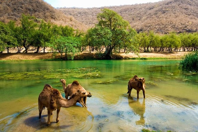 11 Days Tour Muscat and Salalah - Ibra, Nizwa, and Oman’s market culture