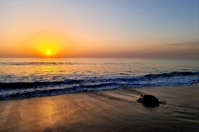 2-day Private Tour to Ras Al Hadd - The evening at Ras Al Jinz