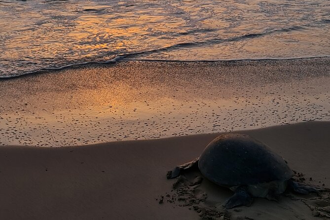 2-day Private Tour to Ras Al Hadd - Fins Beach and the white-sand coast