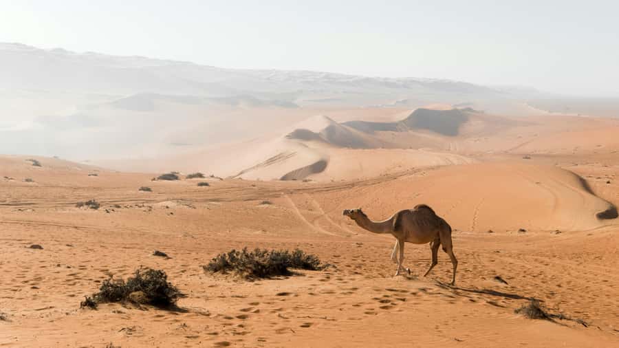2 Days and 1 Night Private Wahiba Sands Desert with Wadi - Key points to know before you book