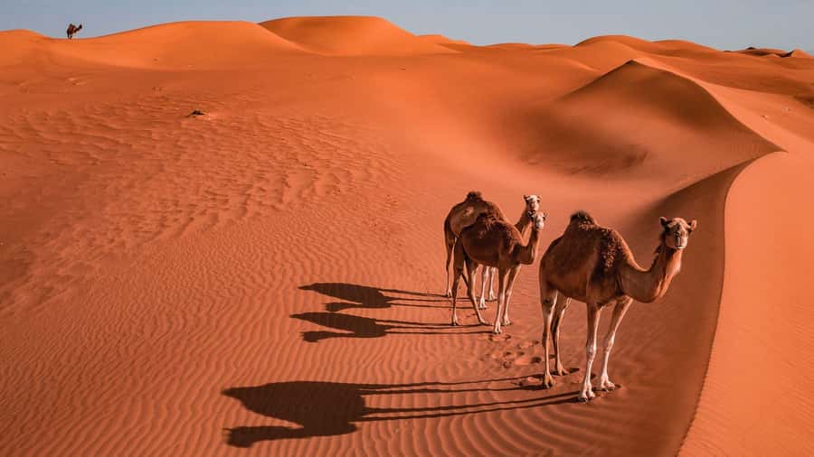 2 Days and 1 Night Private Wahiba Sands Desert with Wadi - Stargazing and the desert morning