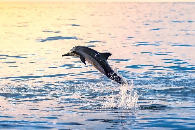 2 Hour Dolphin Watching Experience in Muscat - Key points to know before you book