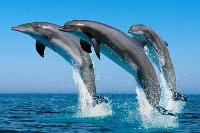 2 Hour Dolphin Watching Experience in Muscat - Searching the Arabian Sea for dolphins
