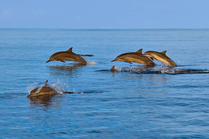 2 Hour Dolphin Watching Experience in Muscat - What the guide and crew add