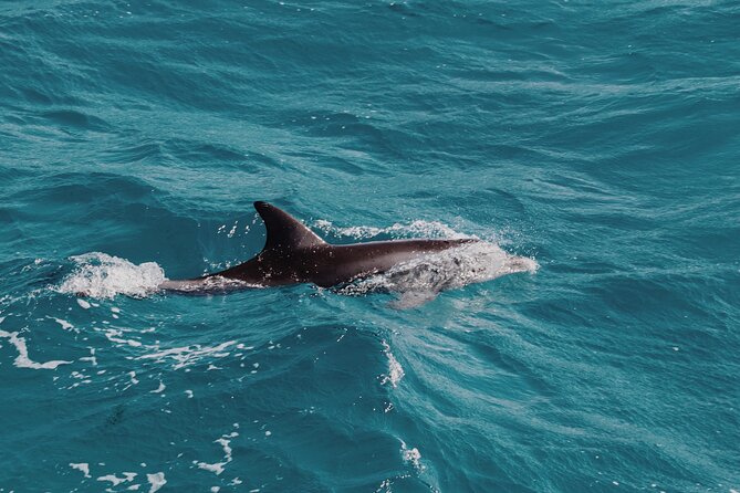 2 Hour Dolphin Watching Experience in Muscat - Practical planning for a better morning