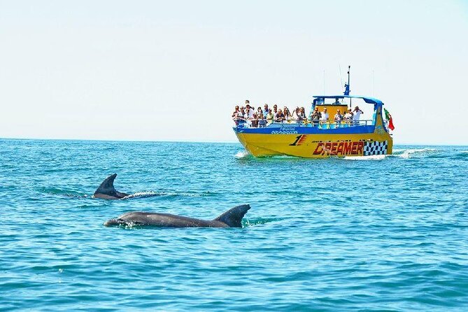 2 Hour Dolphin Watching Experience in Muscat - Four dolphin species you might see