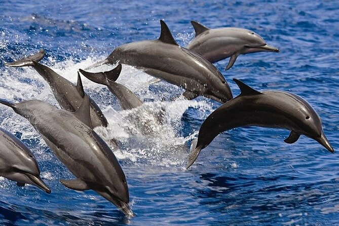 2 Hours Dolphin Watching Cruise in Muscat - The ride out toward open water