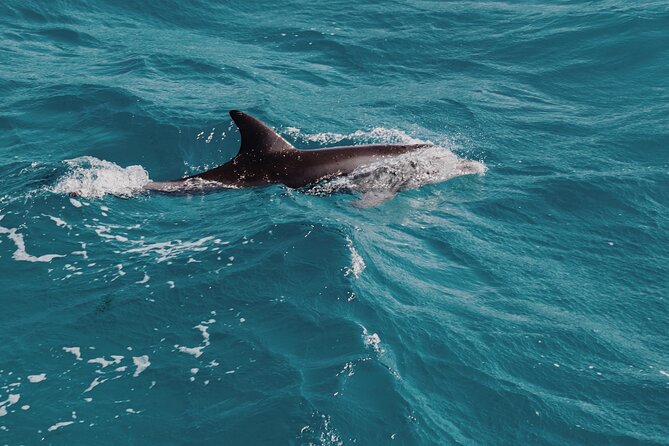 3-Hr Private Snorkeling and Dolphin Watching Tour at Muscat - What This Private Muscat Boat Trip Is Really Like