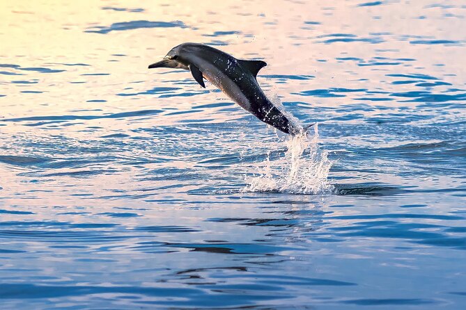 3-Hr Private Snorkeling and Dolphin Watching Tour at Muscat - Why the Private Format Changes the Value