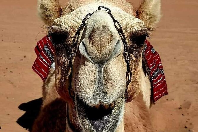 4 Days 3 Nights Package Oman Private Tour - Day 2: Sur, traditional boats, and the desert