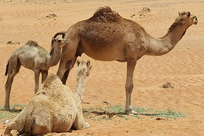 5-Days Private Oman Tour – Mountains, Deserts & Coastline - Who should book this Oman route?
