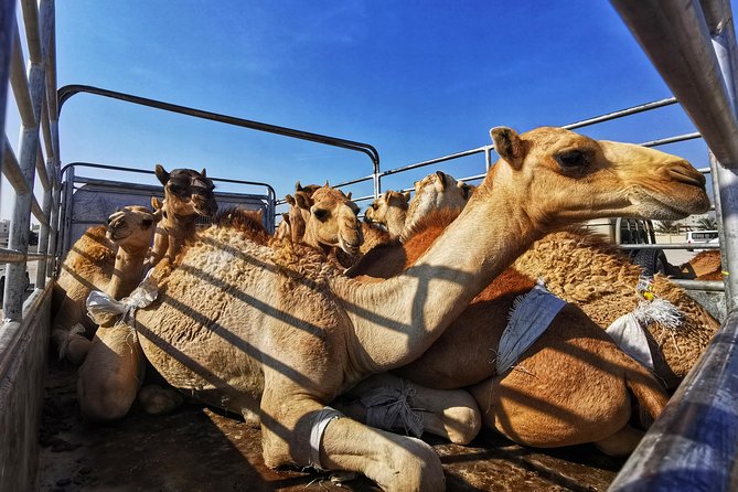 5 Hours of Salalah City Best | Private Tour - Is $99 per person a fair price?