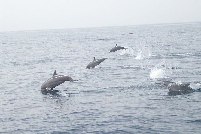 Amazing Dolphin Watching Tour In Muscat - Key points to know before you book