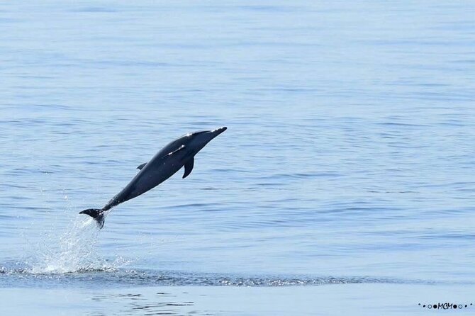 Amazing Dolphin Watching Tour In Muscat - What the two-hour boat ride is like