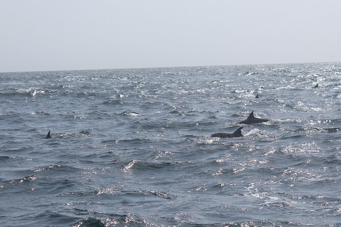 Amazing Dolphin Watching Tour In Muscat - Weather, cancellation, and timing