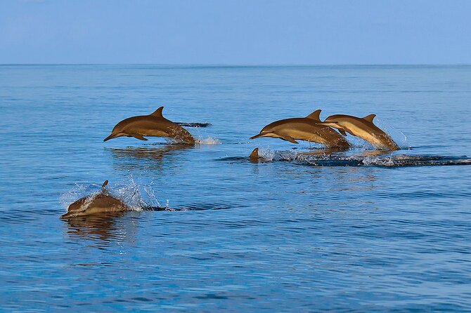 Amazing Dolphin Watching Tour In Muscat - Who will enjoy this Muscat dolphin tour?