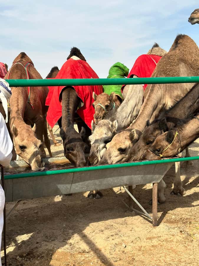 Arabian 1001 Nights - Private Tent Safari Overnight - Dinner by the fire with Salim