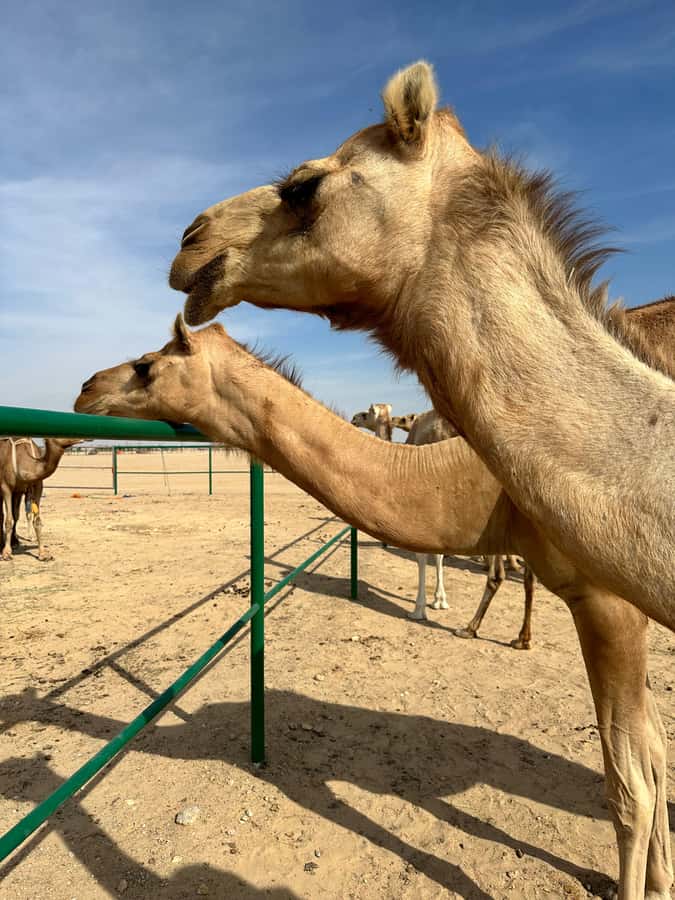 Arabian 1001 Nights - Private Tent Safari Overnight - Who will enjoy this safari most?