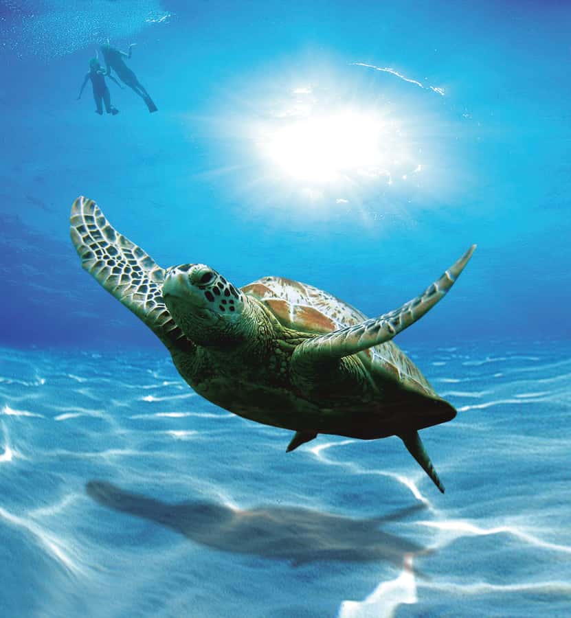 Bandar Al Khayran Jorney: Group Tour with Snorkeling - Snorkeling among coral and fish