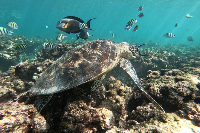 Cruises to Daymaniyat & Snorkeling - Snorkeling with turtles, fish, and coral