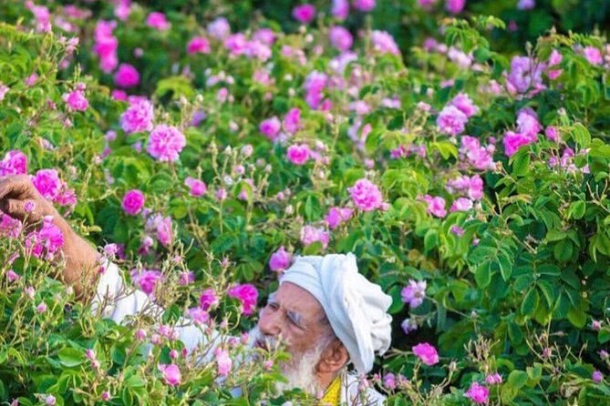 Damascus Roses - Discover the secrets of Al Jabal Al Akhdhar - Who will enjoy this mountain morning?