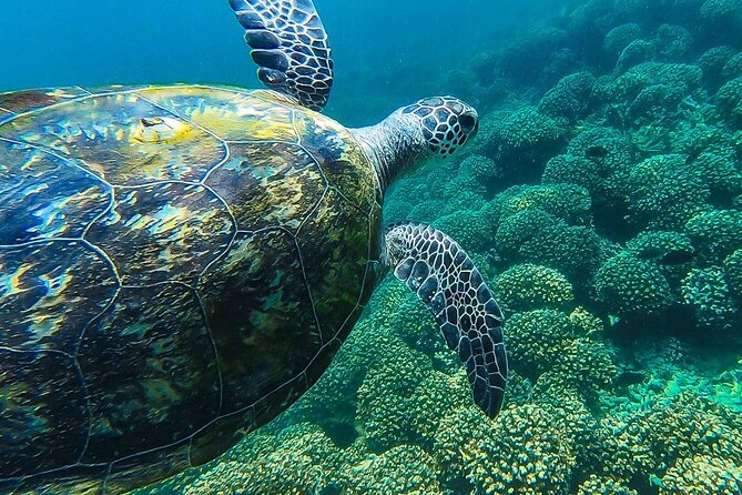 Daymaniyat island Natural Reserve and Dolphin Watching - Snorkeling With Turtles, Fish, and Rays
