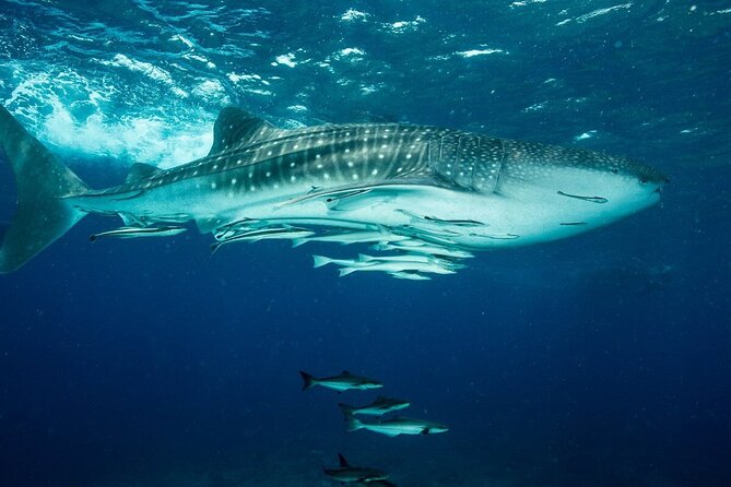 Daymaniyat island Natural Reserve and Dolphin Watching - The Second Snorkeling Stop