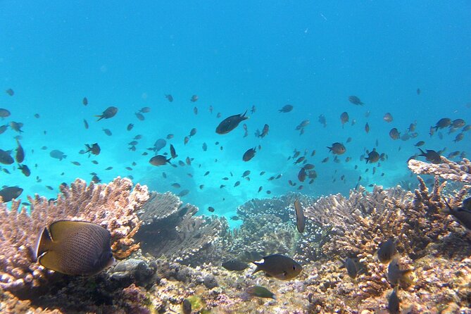 Daymaniyat island Natural Reserve and Dolphin Watching - Returning Along Muscat’s Coast