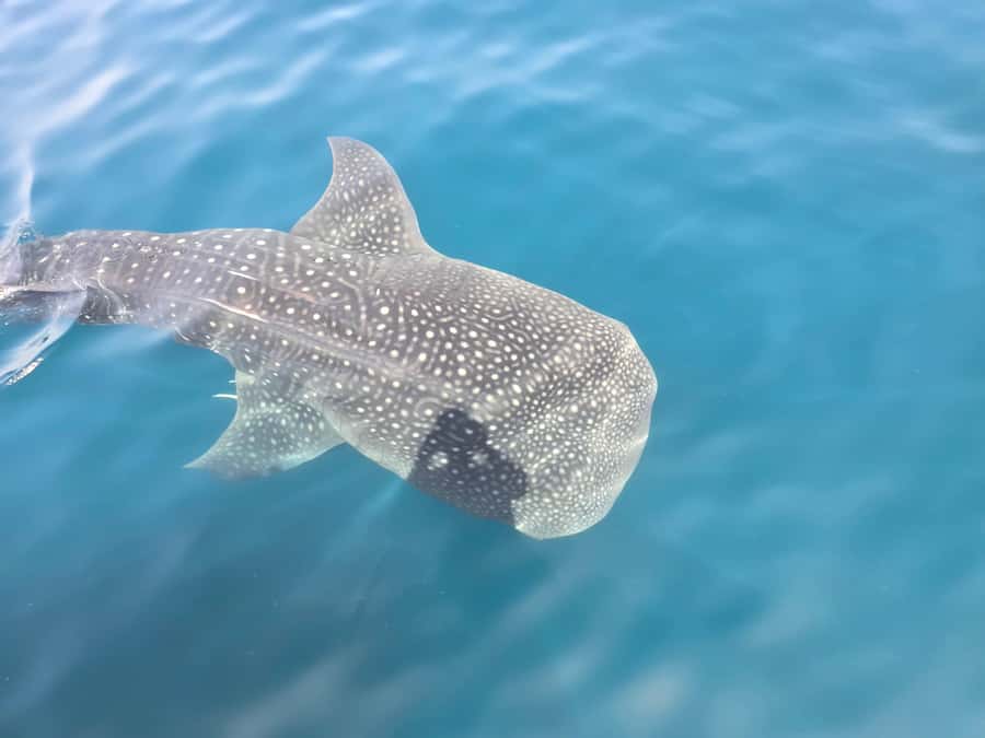 Daymaniyat Island: Snorkelling Tour with Tasty Lunch - Key points to know before booking