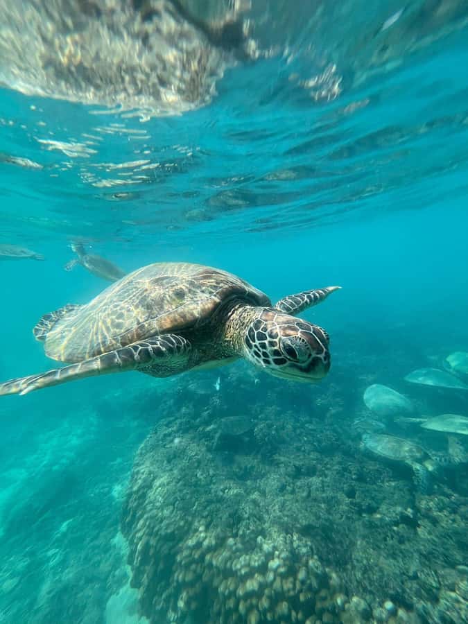 Daymaniyat Island: Snorkelling Tour with Tasty Lunch - Why Daymaniyat Islands are worth the boat ride