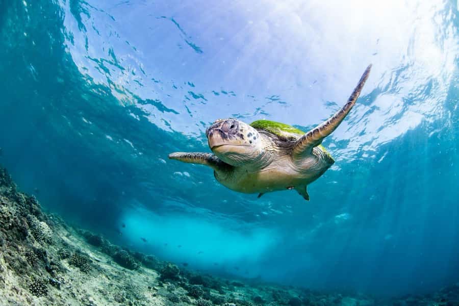 Daymaniyat Island: Snorkelling Tour with Tasty Lunch - The 25-minute ride aboard Shaheen
