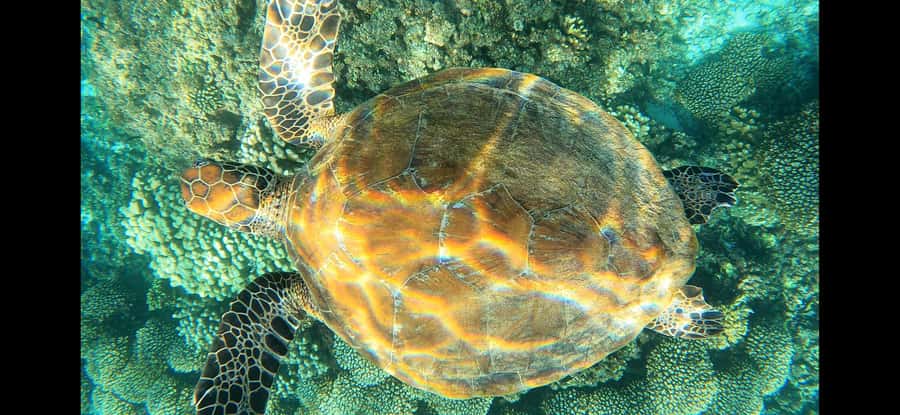 Daymaniyat Island: Snorkelling Tour with Tasty Lunch - Equipment, safety, and comfort