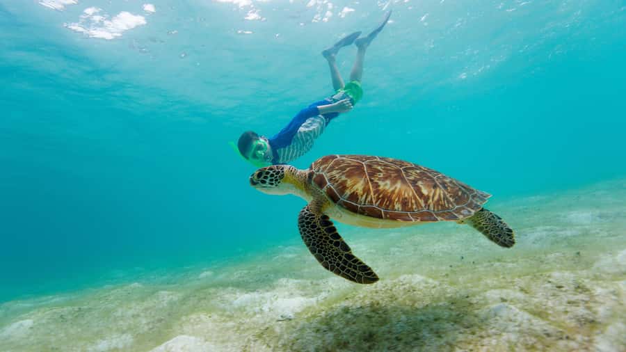 Daymaniyat Islands Snorkeling Small Group Turtles - From Seeb Port to the Daymaniyat Islands