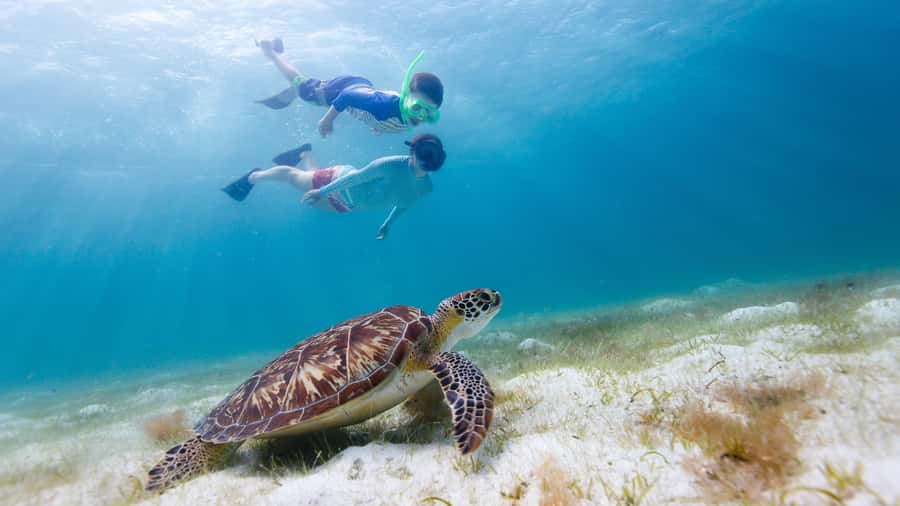 Daymaniyat Islands Snorkeling Small Group Turtles - Snorkeling with turtles and fish