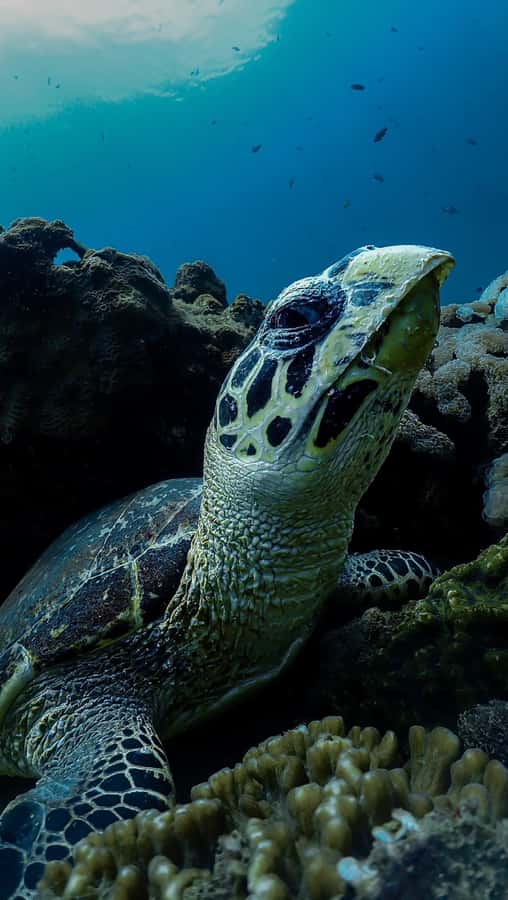 Daymaniyat Islands Snorkeling Small Group Turtles - Who should book this snorkeling trip?