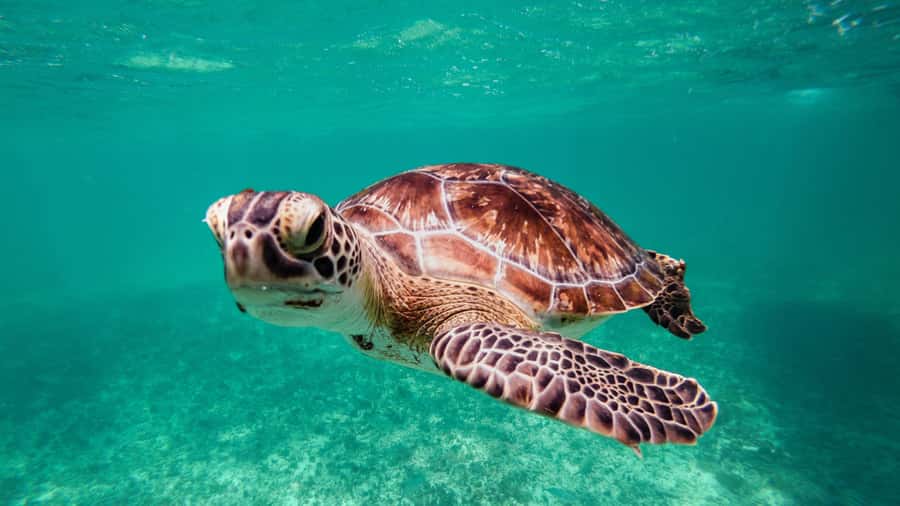 Daymaniyat Islands Snorkeling Small Group Turtles - Final verdict: a sensible choice for turtles and easy planning
