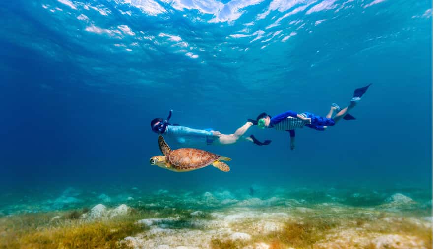 Daymaniyat Islands Snorkeling Small Group Turtles - Three hours inside the Daymaniyat Islands Nature Reserve