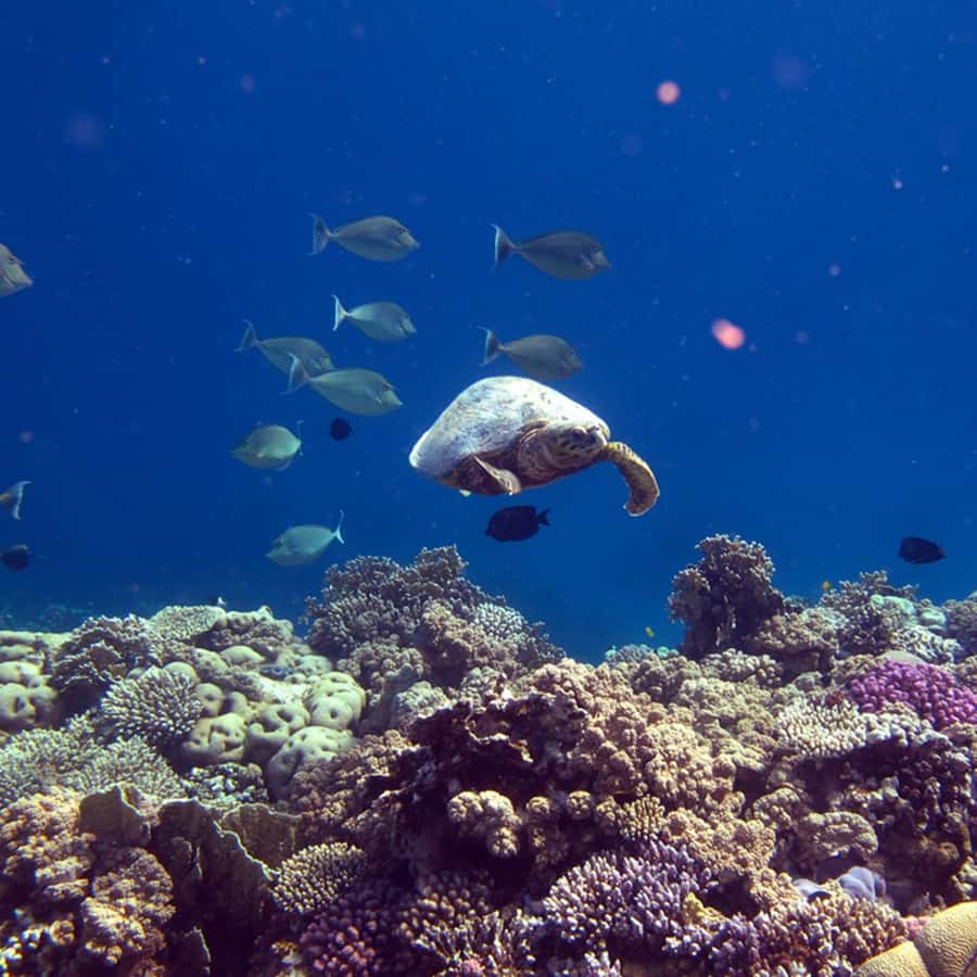 Daymaniyat Islands Snorkeling with Picnic Lunch - Turtle Bay and the best chance for sea turtles