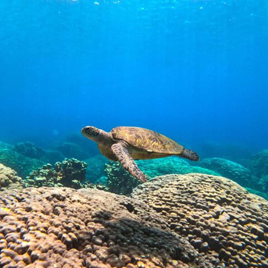 Daymaniyat Islands Snorkeling with Picnic Lunch - Jabal Kabeer and the first snorkeling stop