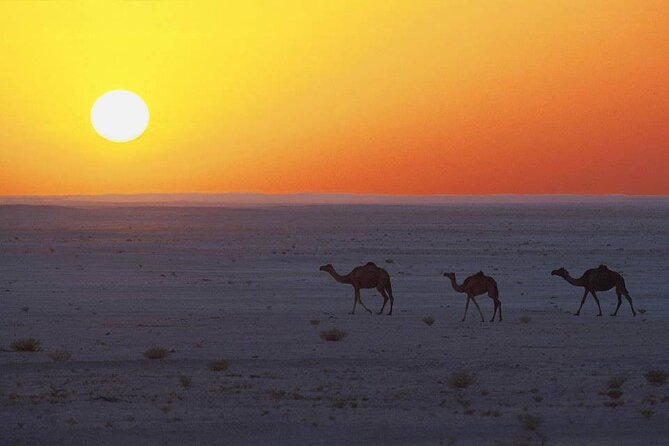 Desert Safari in Empty Quarter with Dune Bashing - Who should book this Empty Quarter tour
