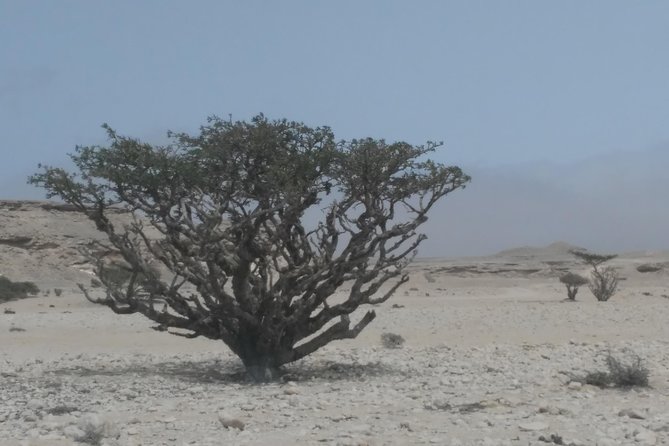 Desert Safari in the Rub al Khali - How the price works for different group sizes