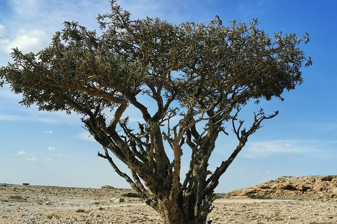 Desert Safari, Sunset & Sand Bashing (Rub Al Khali Desert) - Wadi Dawka and the frankincense trees