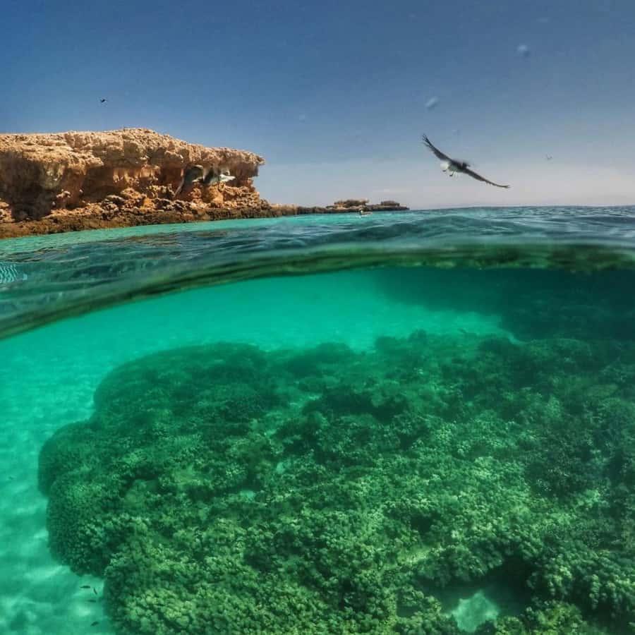 Dimaniyat Island Full Day Tour In Muscat - Looking for sea turtles in turquoise water
