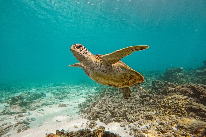 Dimaniyat Island Tour on Glass Bottom Boat (Muscat) - Leaving Al Mouj Marina at 8:00 am