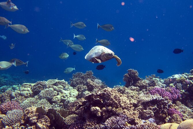 Dimaniyat Island Tour with Snorkeling - The long crossing and what it means for your day
