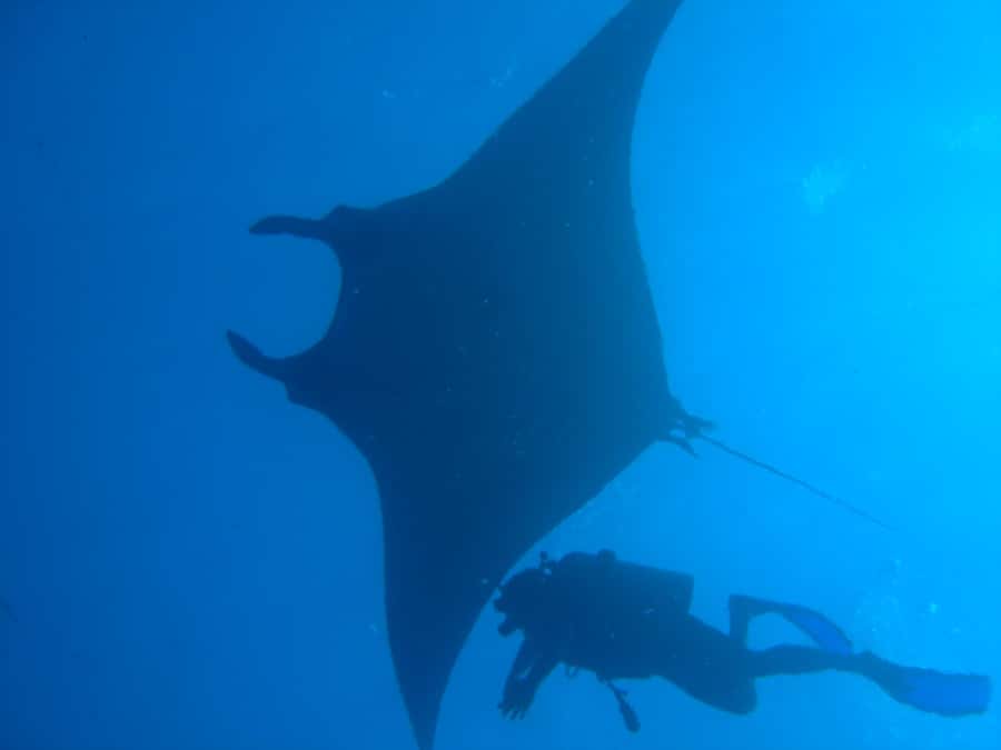 Dimaniyat Islands Scuba Diving Trip - Why the Dimaniyat Islands make a good day at sea