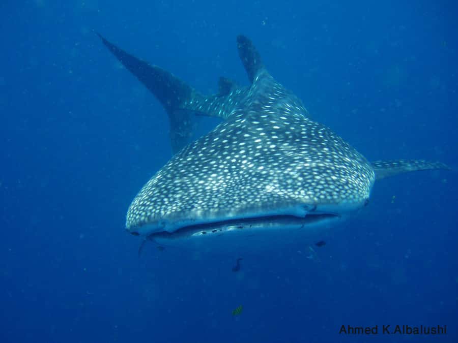Dimaniyat Islands Scuba Diving Trip - The 30-minute boat ride to the first site