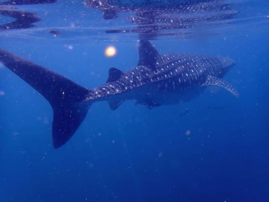 Dimaniyat Islands Scuba Diving Trip - What the first one-hour session is like