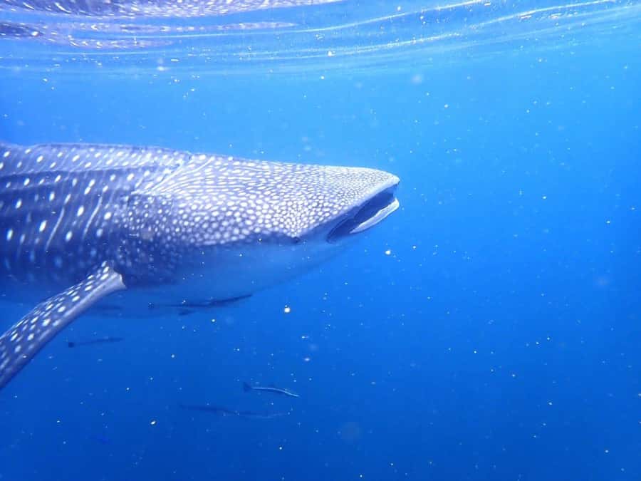 Dimaniyat Islands Scuba Diving Trip - Safety, paperwork, and who should join