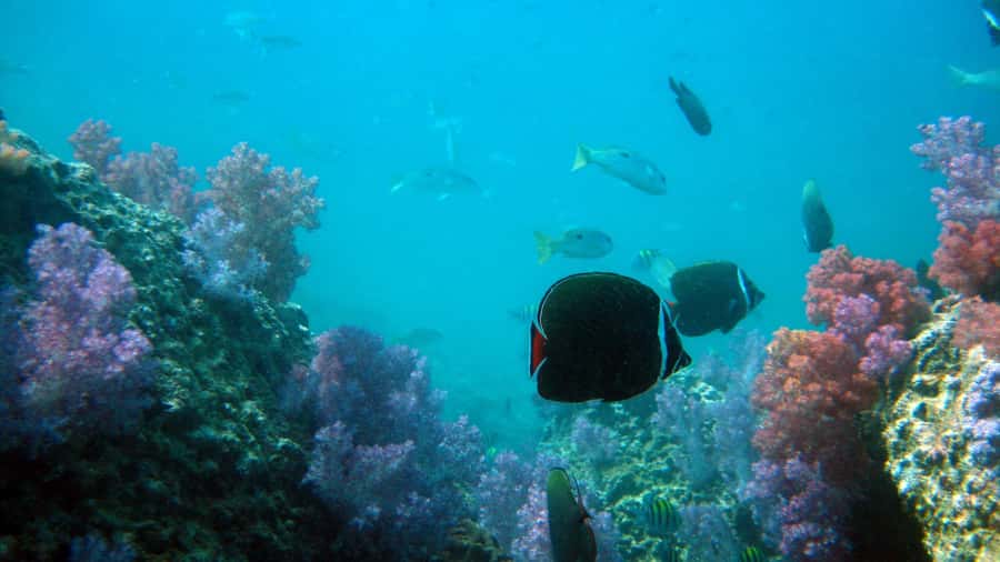 Dimaniyat Islands Scuba Diving Trip - Booking flexibility and timing